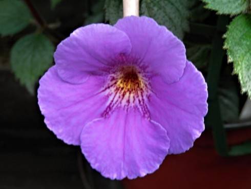Tetra Himalayan Purple.jpg