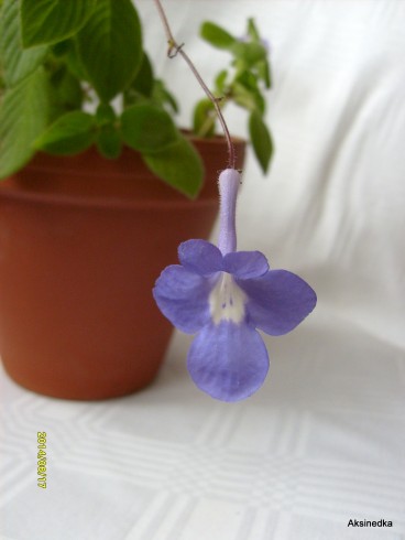 Streptocarpus saxorum.jpg