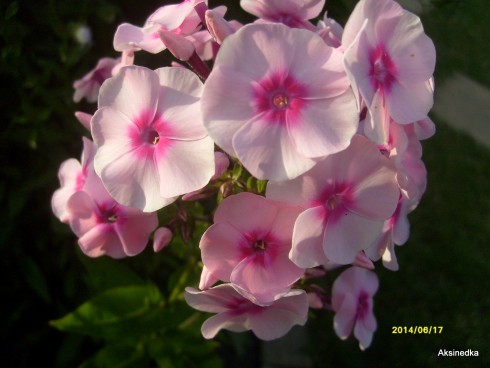 S6305937.JPG
