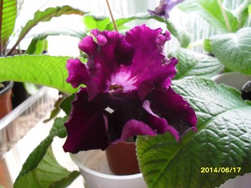 SDC10590.JPG