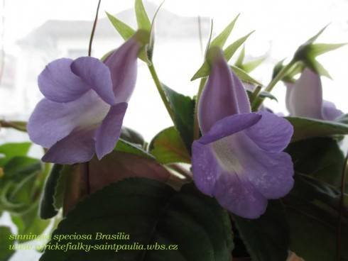 Sinningia speciosa Brasilia.jpg