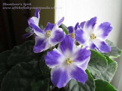 Bloomlover's Spirit.jpg
