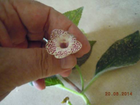 DSCN0530.JPG