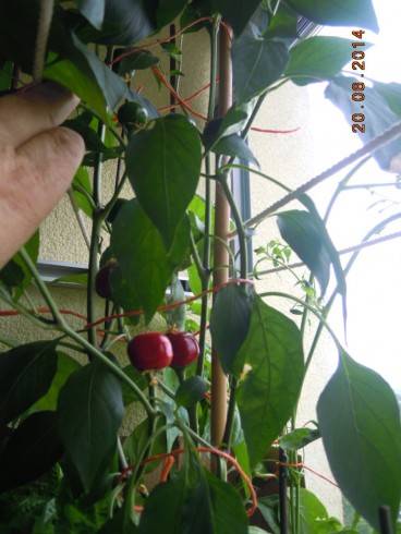 DSCN0540.JPG