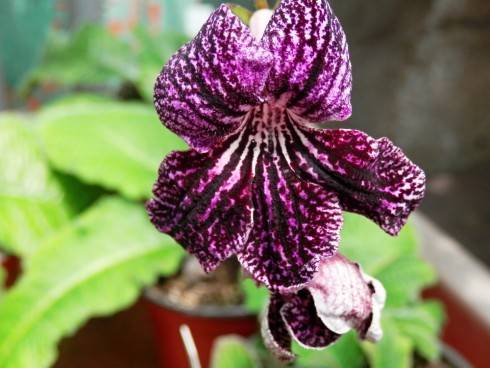 JL-Plum Alley.jpg