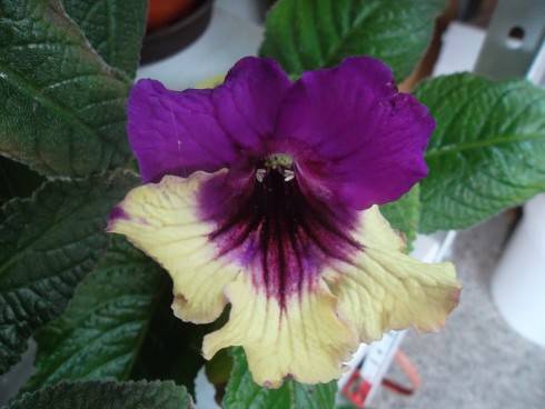 Harlequin Purple.jpg