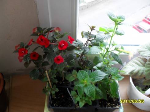SDC10611.JPG