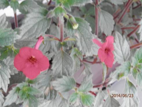 Achimenes erecta.jpg
