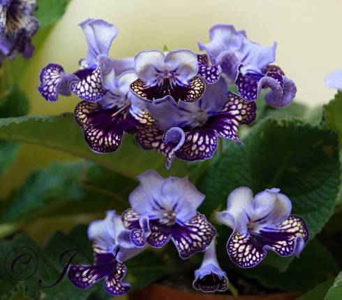 Harlequin Lace.jpg