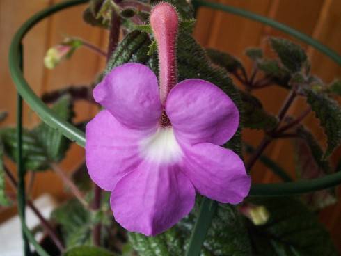 Achimenes patens Major.jpg