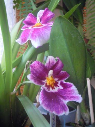DSCN0858.JPG