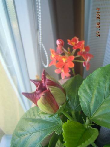 DSCN0872.JPG