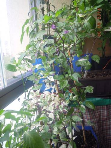 DSCN0923.JPG