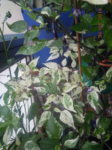 DSCN0922.JPG