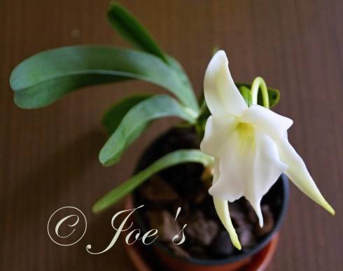 Angraecum magdalenae.jpg