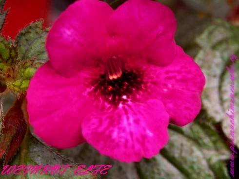 Weinrot Elfe.jpg