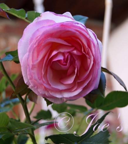 Eden Rose 88 (Pierre de Ronsard).jpg