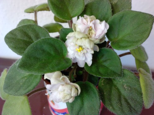 Pink Mint.jpg