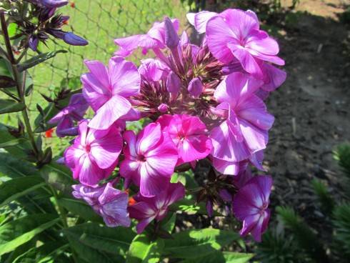 IMG_1600.JPG