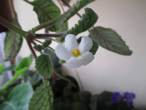 eucodonie white 060720141.jpg