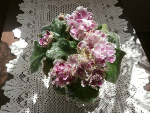 RS-Ledianaia Roza.jpg