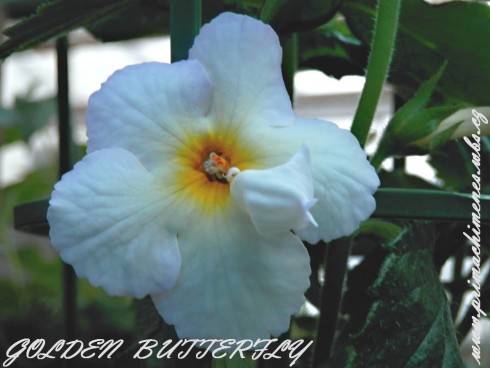 Golden Butterfly.jpg