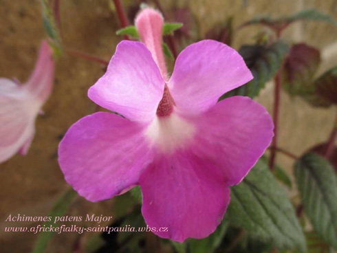 Achimenes patens Major.jpg