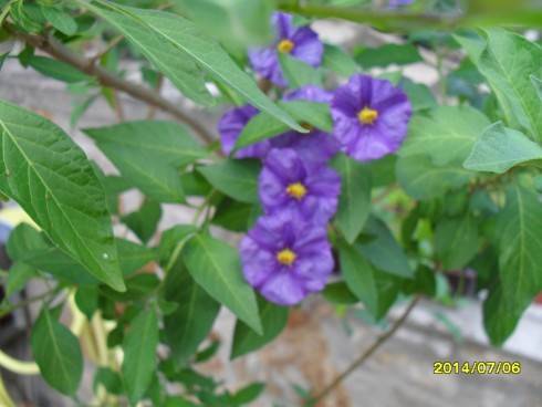 SDC10641.JPG