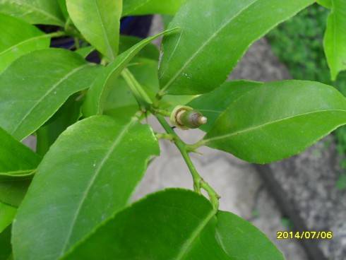 SDC10651.JPG