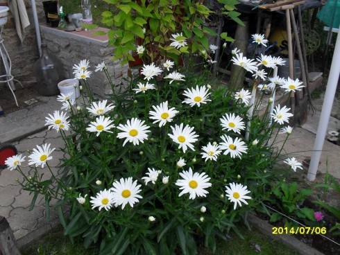 SDC10654.JPG