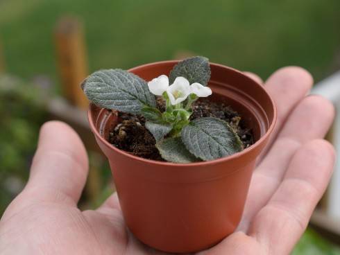 Phinaea multiflora Tracery.jpg