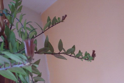 aeschynanthus.jpg