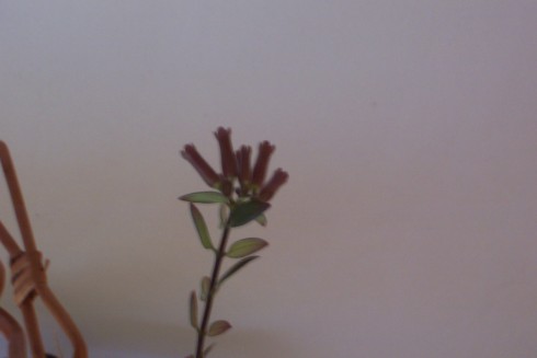 aeschynanthus.jpg