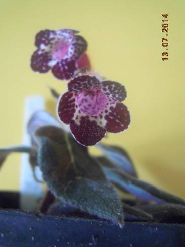 Heartland's Blackberry Butterfly.jpg