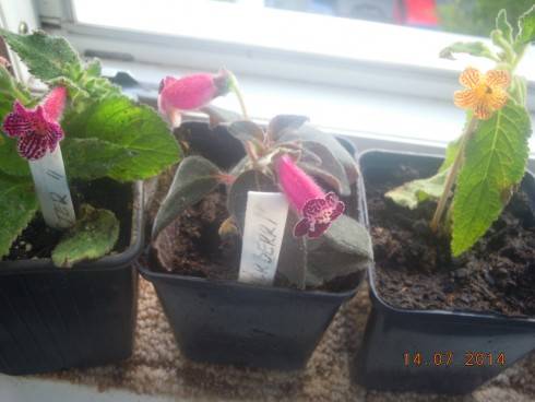 DSCN1503.JPG