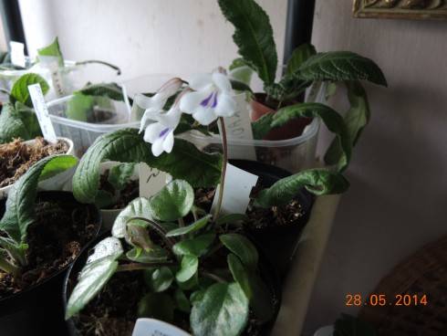 Primulina tamiana.jpg