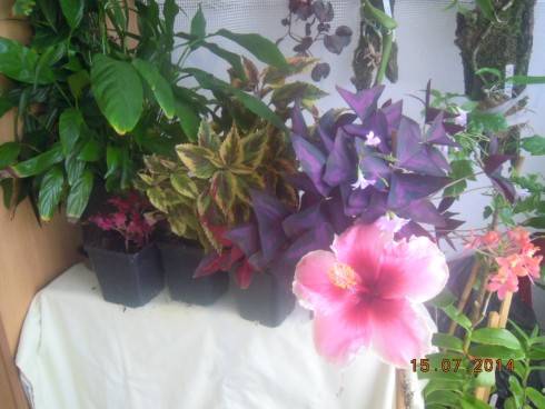 DSCN1529.JPG