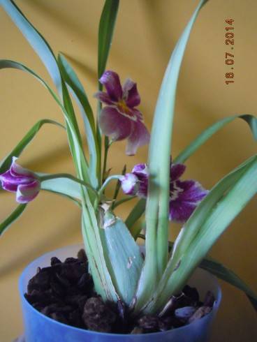 DSCN1595.JPG