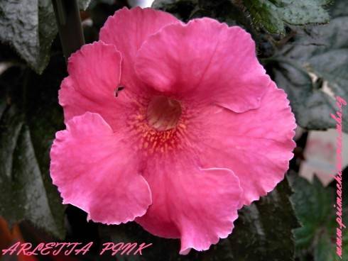 Arletta Pink.jpg
