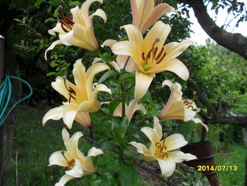 SDC10691.JPG