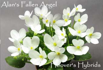 Alan's Fallen Angel.jpg