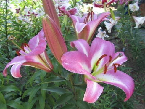 IMG_1667.JPG
