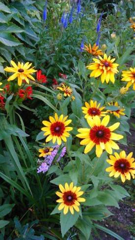 rudbekie.jpg