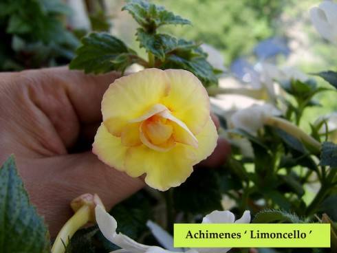 Limoncello.jpg