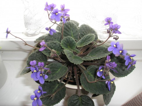 S. velutina.jpg