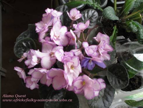 Alamo Quest.jpg