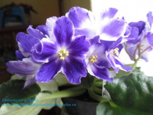 Bloomlover's Spirit.jpg