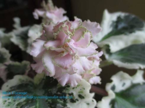 Ma's Corsage.jpg