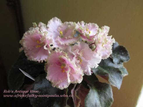 Rob's Antique Rose.jpg