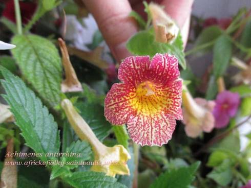 Achimenes antirrhina.jpg